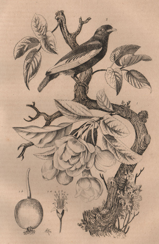 Flowering Apple Tree. Pommier à bouquets. Pompadour Continga. Bird 1834 print